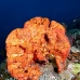 sponge_orange_pc_v_0705_png2011.jpg